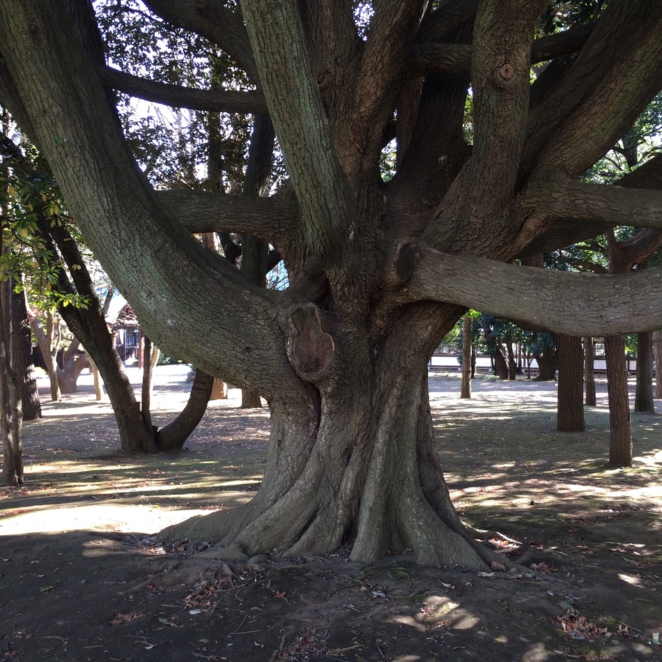 のえるのカバー写真