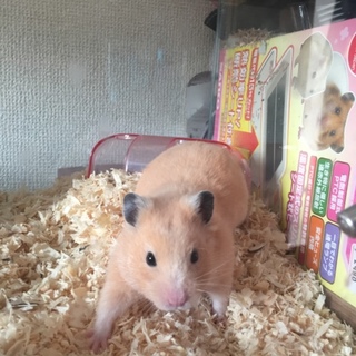 キンクマハムスターの里親さん募集