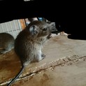デグーマウス 里親募集