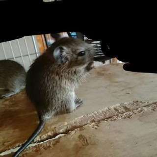 デグーマウス 里親募集