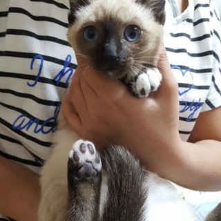 ☆たび☆里親決定しましたありがとうございました