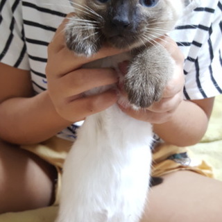 ☆のん☆里親決定しましたありがとうございます