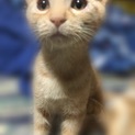 可愛い子猫オス2匹
