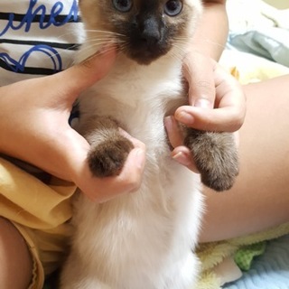 ☆とく☆里親決定しましたありがとうございます