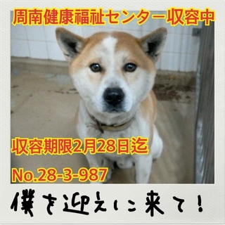 緊急です！いい子です！里親さま急募です！