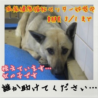 保健所収容中！助けてください！