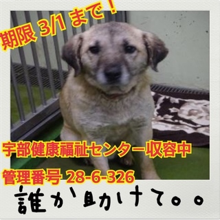 救ってください！赤い首輪してます！