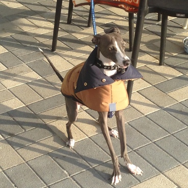 201611_１歳半のペンシル、コート着てお洒落さん