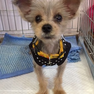 家族が決まりました