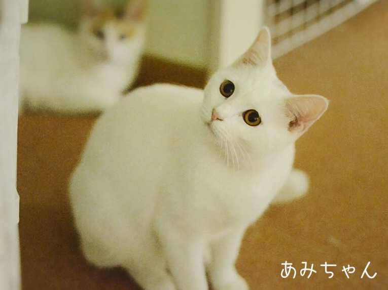 しろみちゃんの白い猫 受注製作】白猫ちゃんのぬいぐるみ ぬいぐるみ charuru 通販