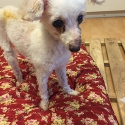 このこ何の純血？