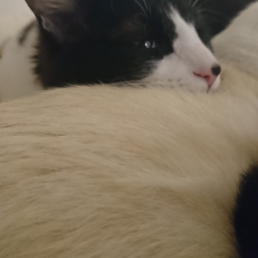 麦の鼻筋は長いのです。十人十色ならぬ十猫十色(じゅうにゃんといろ)。ちなみに、麦の下の白いラグっぽいのは花丸です(笑)