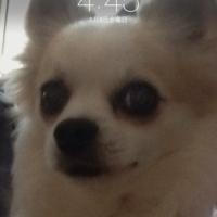 ピコ