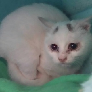 妹のハーちゃん