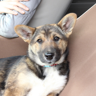 つぶらな瞳の子犬