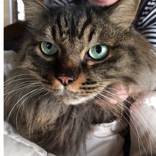 ５歳青い目のイケメン長毛くん