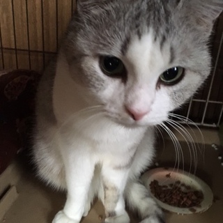 10歳うすいグレーの綺麗な女の子