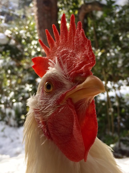 綺麗な白い雄鶏です」京都府 - 鳥の里親募集(147866) 1枚目の画像