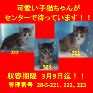 里親決定！！お迎えありがとうございました(^^♪