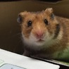 _____あやか