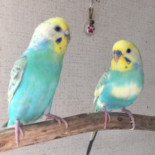 里親さん決まりました。ありがとうございます！