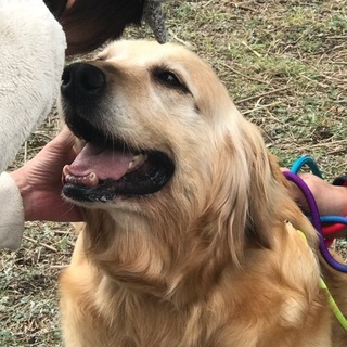 ウィルマに素敵な里親様が決まりました！