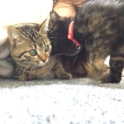 ねこにうもれる