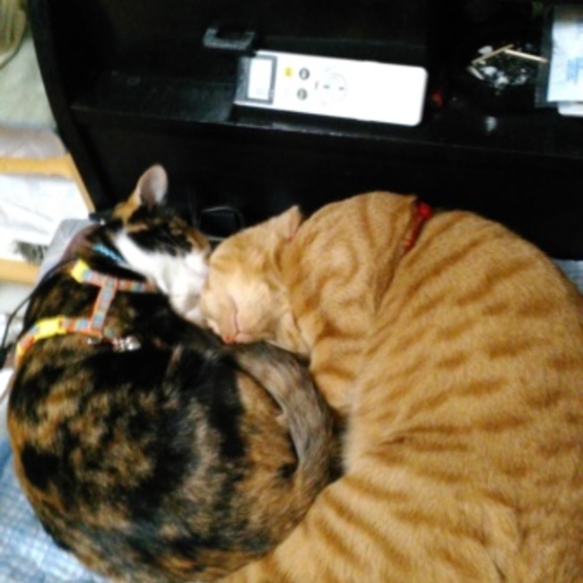 しょうじいのカバー写真