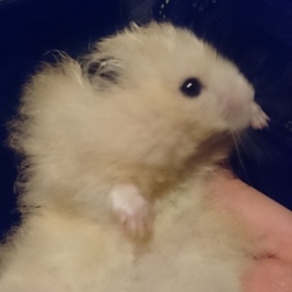 里親募集中！ゲージ、餌一袋付！