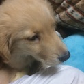 生後3ヶ月ゴールデンレトリバー里親募集