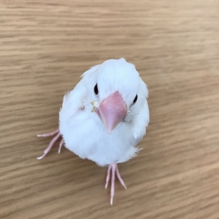 手乗り 白文鳥 雛 ブンチョウ 慣れてます