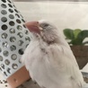 手乗り 白文鳥 雛 ブンチョウ 慣れてます サムネイル2