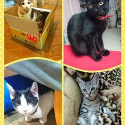 ソラネコ譲渡会