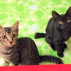 ソラネコ譲渡会 サムネイル2