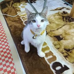 ソラネコ譲渡会 サムネイル3