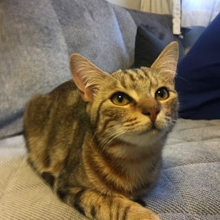 いつもついてくる人懐こいキジトラ