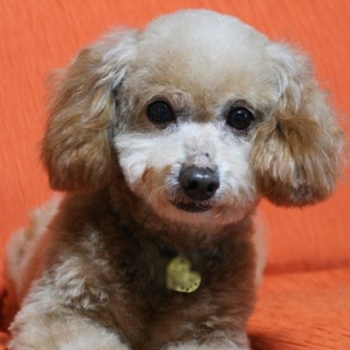 家族が決まりました。ありがとうございました