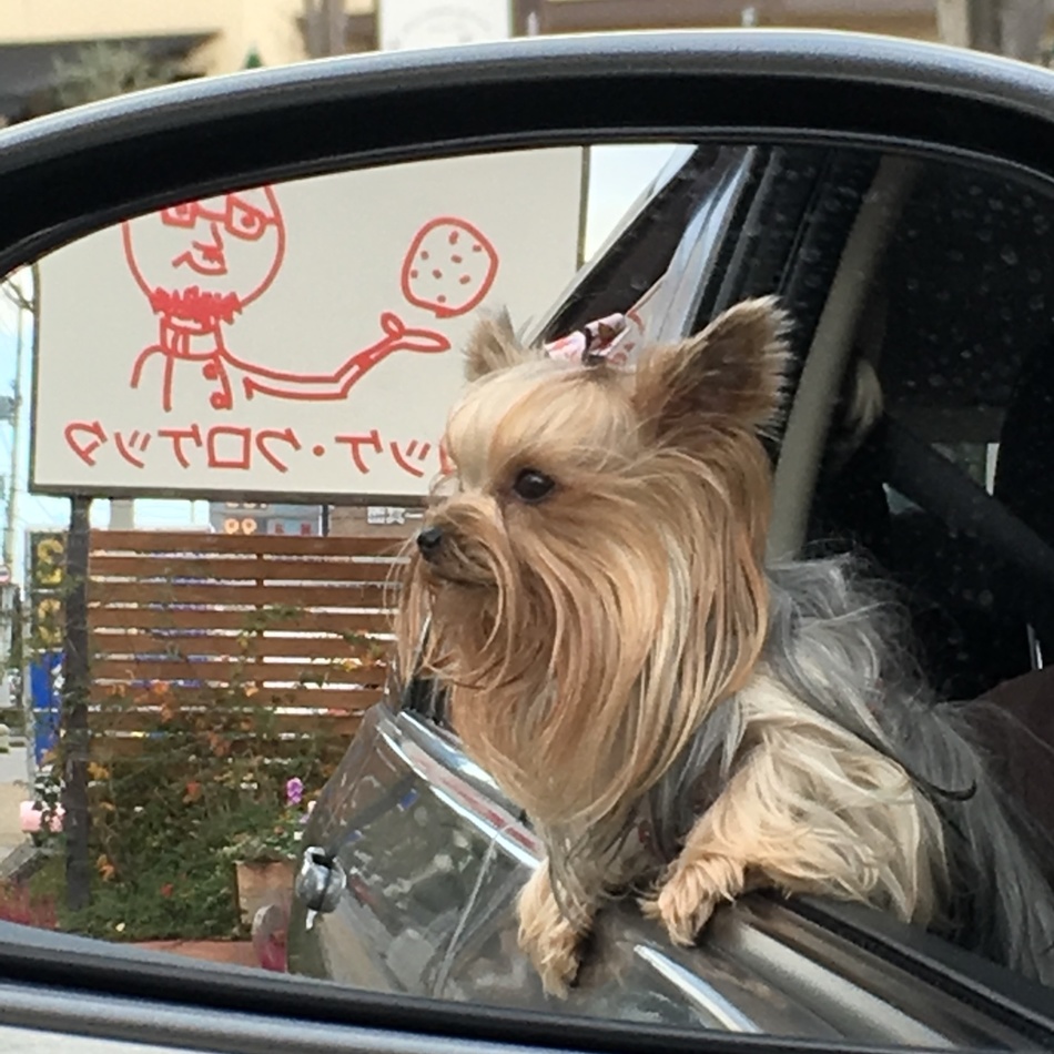 高嶋  碧のカバー写真