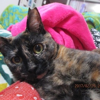 ほんのり♥ほどよく♥こげてますーおこげちゃん