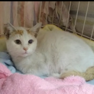 ☆おっとり系優しい性格の白茶の男の子☆