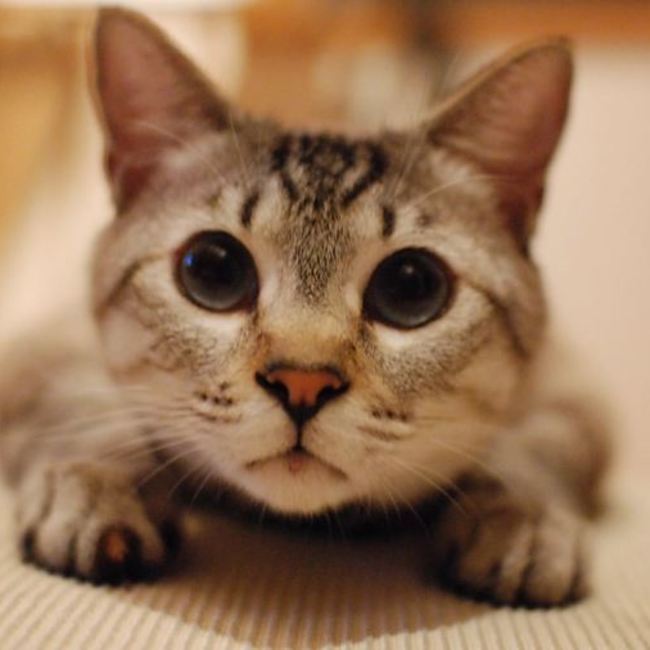 もみじ饅頭のカバー写真