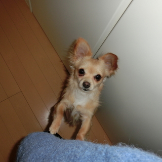 チワワ＆ダックスMIX犬２．５ｋｇコン君