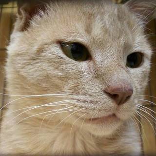 怖いんだけど甘えたい「バロン」