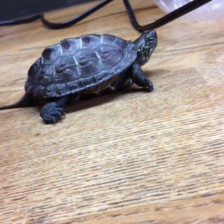 クサガメの子亀ちゃん、里親探しております！