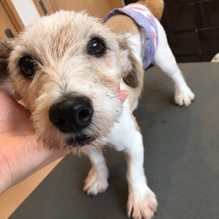 ジャックラッセルの男の子