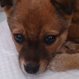 2 か月の女の子