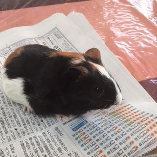 イングリッシュモルモット　里親募集