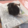 イングリッシュモルモット　里親募集 サムネイル2