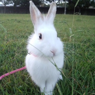 ふわふわのミニウサギくん！