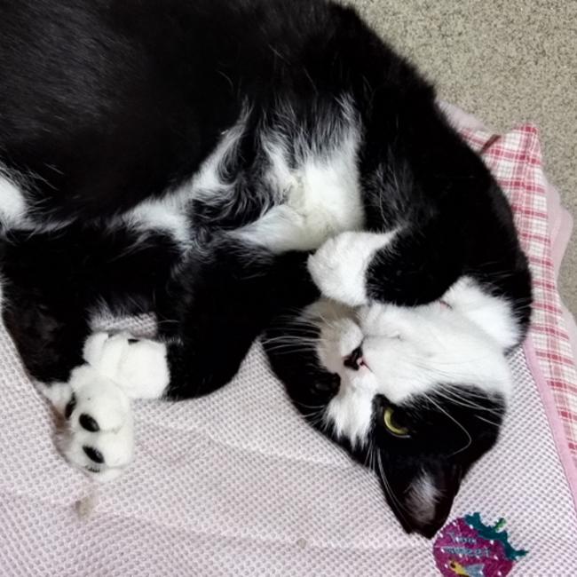 ぺりからすのカバー写真